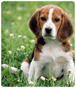 éduquer un chiot à la propreté