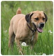 problmes de comportement