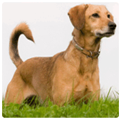 aboiements, destructions, malpropret, fugue...