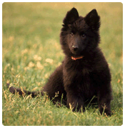 rducation comportementale