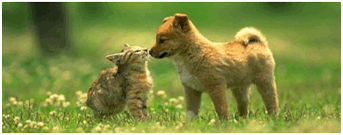 socialisation du chien et du chiot