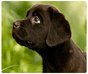 éducation du chiot et du chien adulte