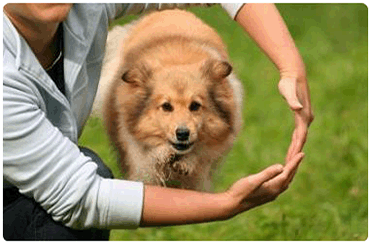 dressage au clicker et agility