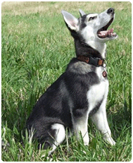 ducation canine toute race de chien