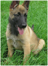 ducation canine a 2 mois