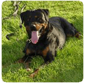 thrapie comportementale pour chien